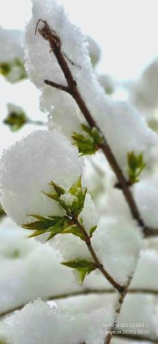 ����������� ����