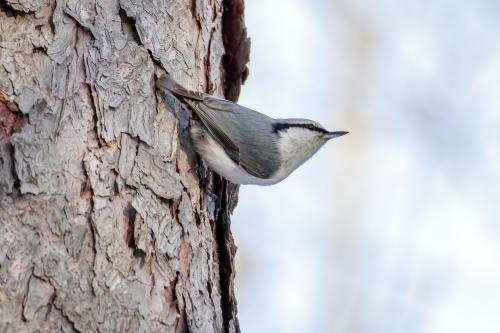 ������������ ��������� 