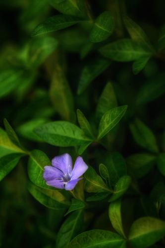 �������� �����