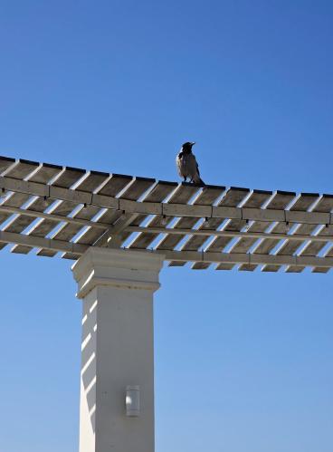 ���� ������ ���