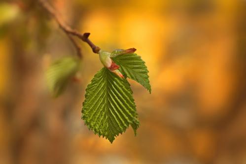 ����� �����. 