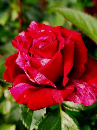 1777216121
