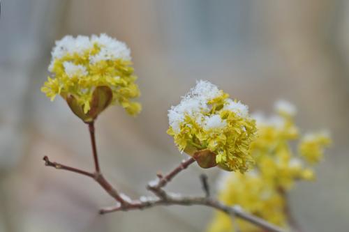 ���������� ����. 