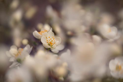 � ����� ��� ����. 