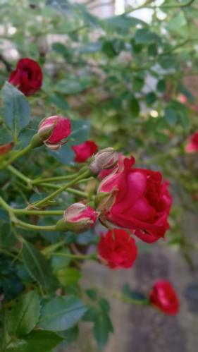Mini roses