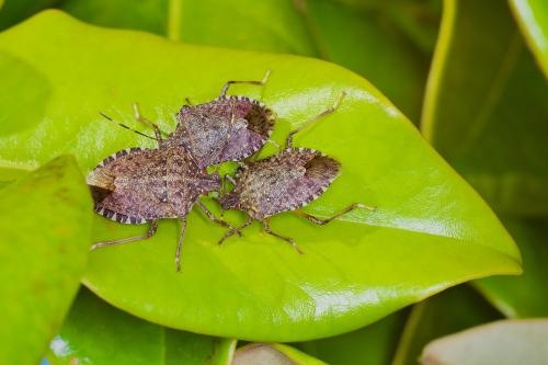 ������