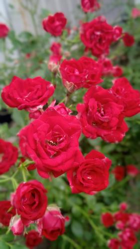 Roses 
