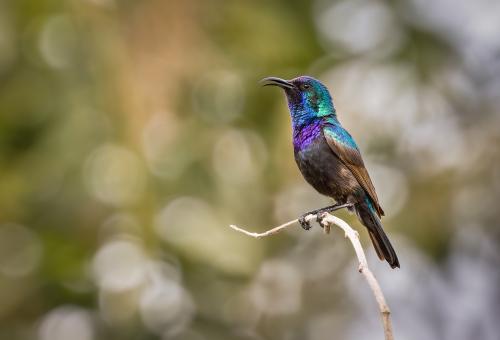 ���������� ������������. (Cinnyris osea)