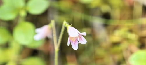 Linnaea borealis