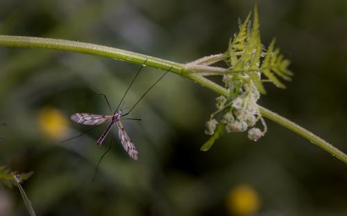 ������-���������� (���. Tipulidae), ��� 
