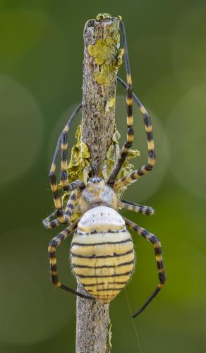 ���� ������� ����������� (ARGIOPE TRIFA