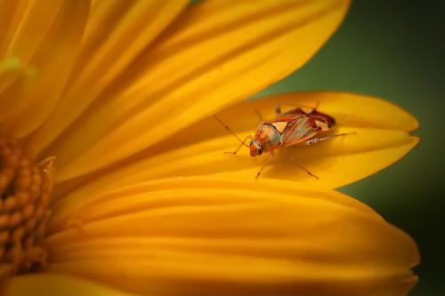 ������ - Lygus pratensis. 