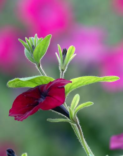 ���������� ��������: 