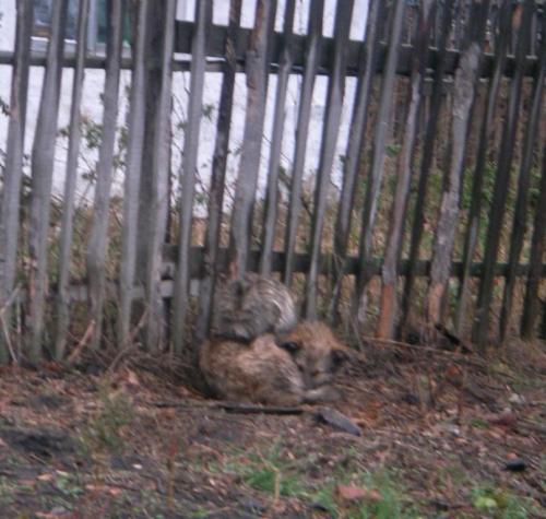 ����� �����