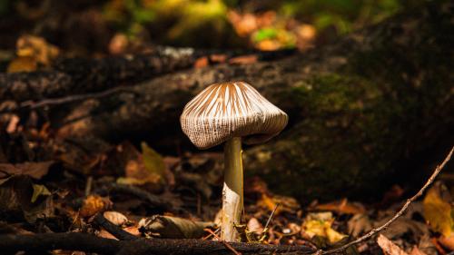 ���������� ��������: 