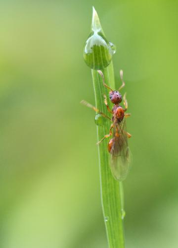 ����� ������� (���. Myrmica rubra)  ���