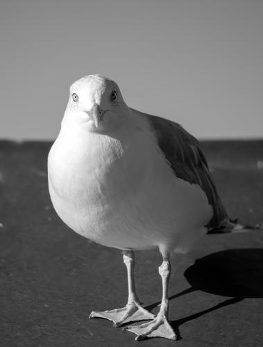 1791115745