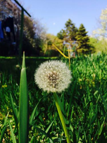 DANDELION 