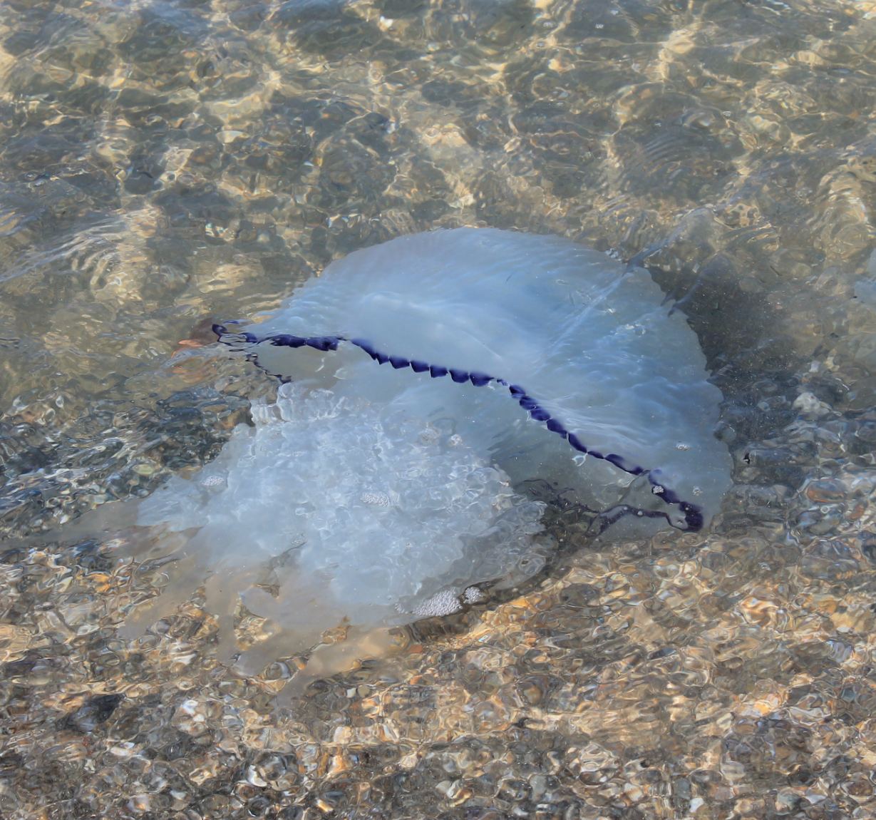 Медузы в черном море в анапе