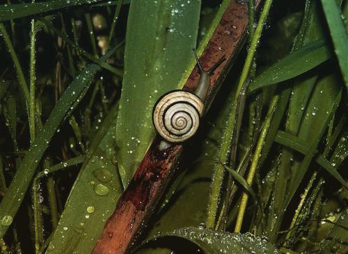 Snail