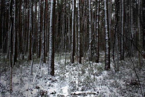 ������ ������������ ���