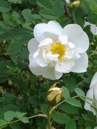 ������ ����������