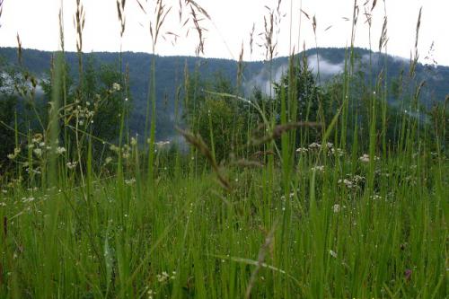 ����� �����