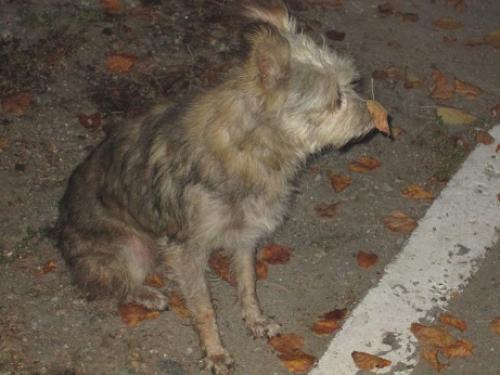 ������� ��������