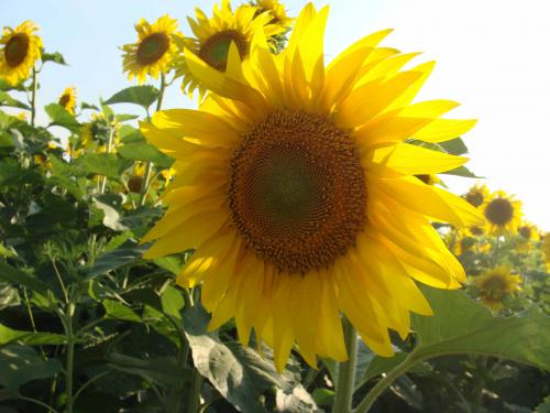 � ���� ������