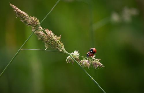 ������ ������