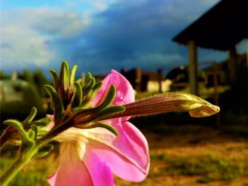 ����� �����