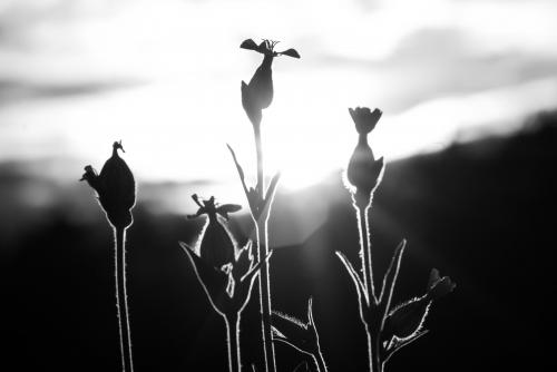 �� ������