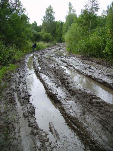 Дорога в лесу