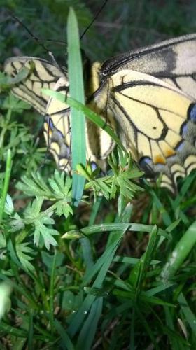 ����� �������