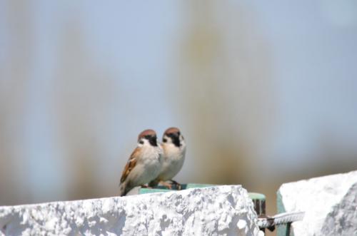 �� �������