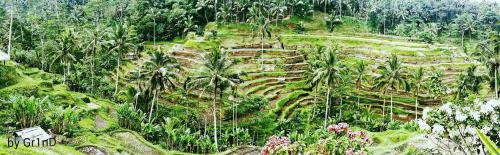 rice terrace