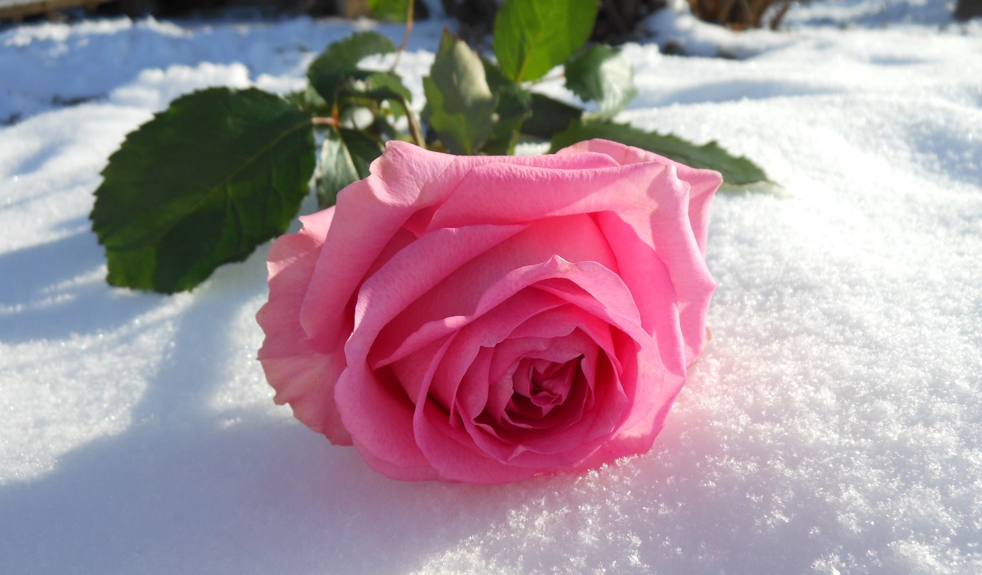 Розый. Зимние цветы. Розы на снегу. Розовые розы на снегу.
