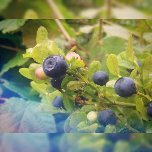 ������ ���