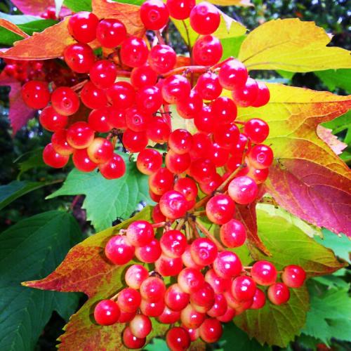 ��������� �����