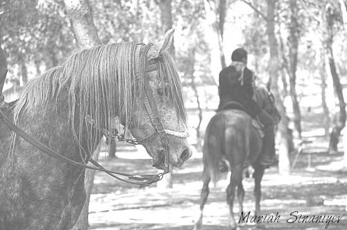 Horses in the forest