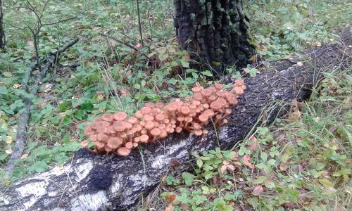 ��������-���������