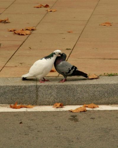 Pigeons