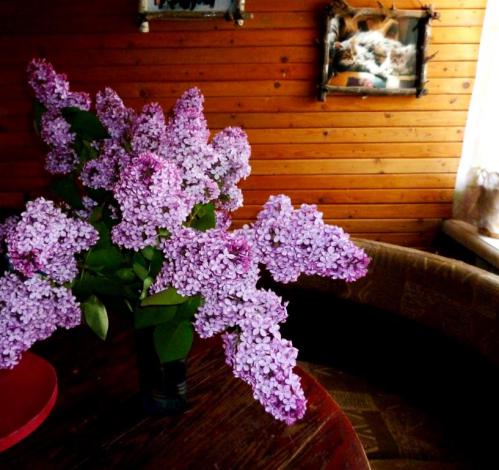 �������� ���