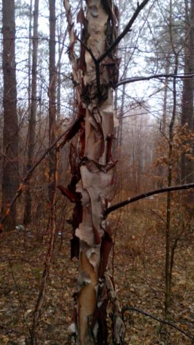 ����� �������