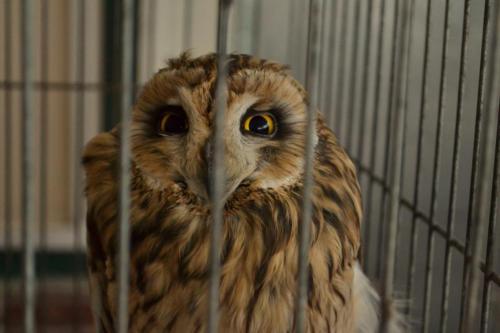 Lovely owl