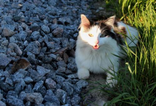 ������ ������