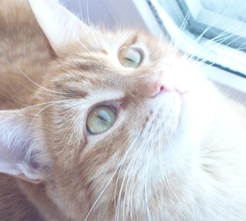 � �������� ����