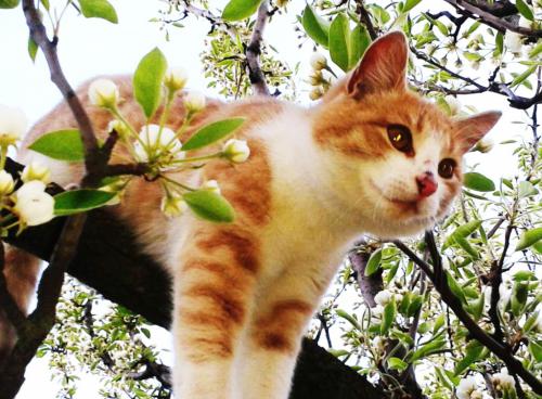 sunny cat