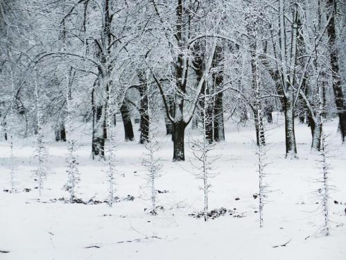 ������ ������