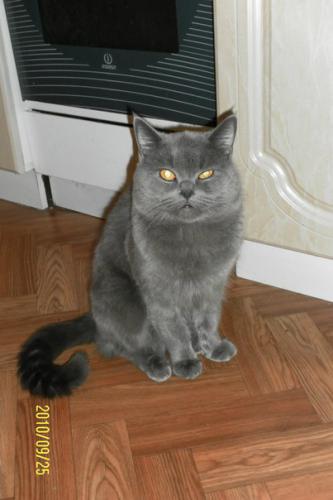 Котик 